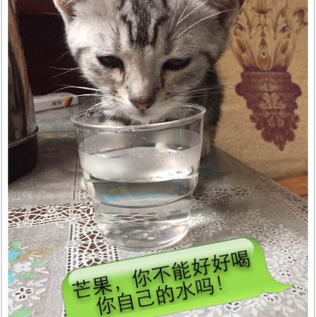 哪里有做假学历的